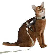 Valley H-Harness Cat Harness & Leash Set view 4