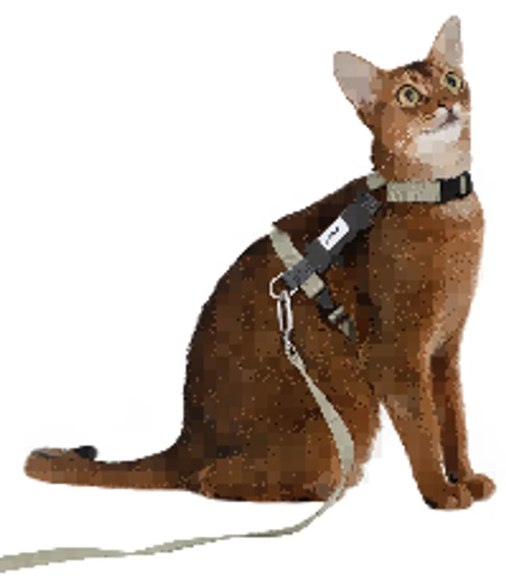Valley H-Harness Cat Harness & Leash Set view 4