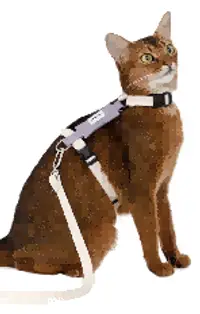 Valley H-Harness Cat Harness & Leash Set view 2