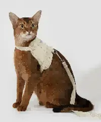Valley Vest Cat Harness & Leash Set view 2
