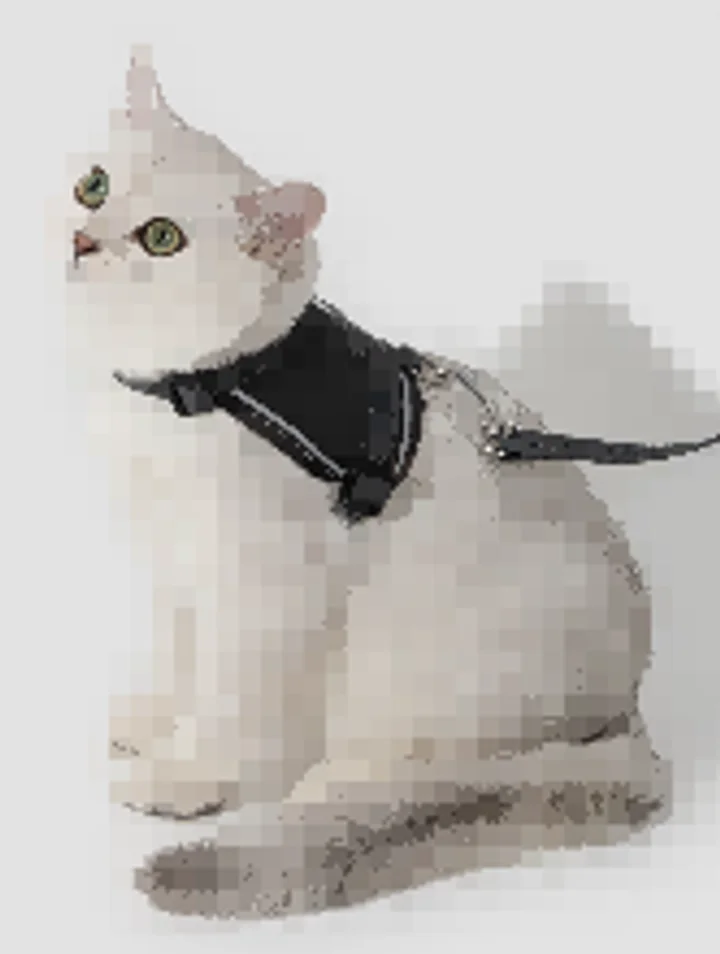 Valley Vest Cat Harness & Leash Set view 4