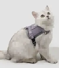 Valley Vest Cat Harness & Leash Set view 8