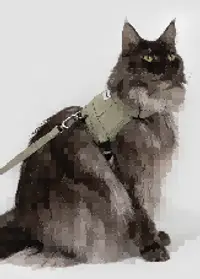 Valley Vest Cat Harness & Leash Set view 6