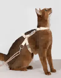 Free Explore Cat Harness & Leash Set view 2