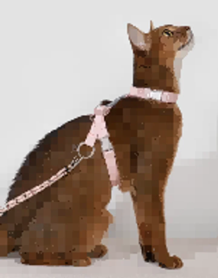 Free Explore Cat Harness & Leash Set view 6