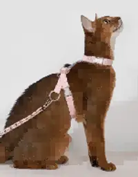 Free Explore Cat Harness & Leash Set view 6