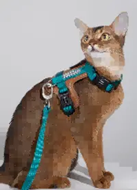 Leather Cat Harness & Leash Set view 4
