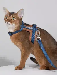 Leather Cat Harness & Leash Set view 6