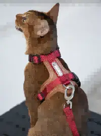 Leather Cat Harness & Leash Set view 2