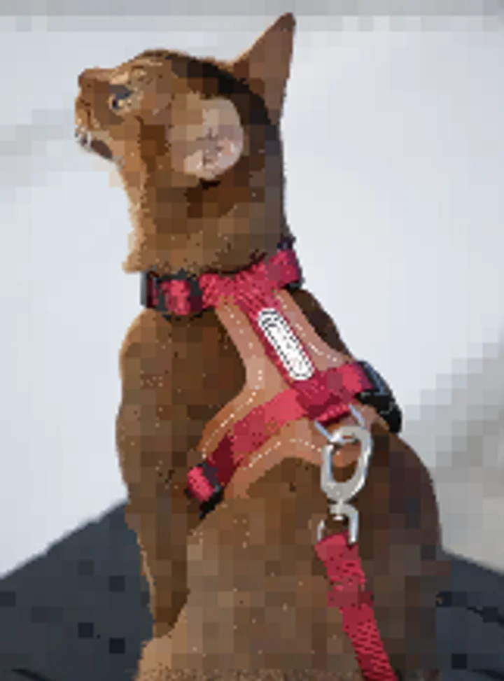 Leather Cat Harness & Leash Set view 2