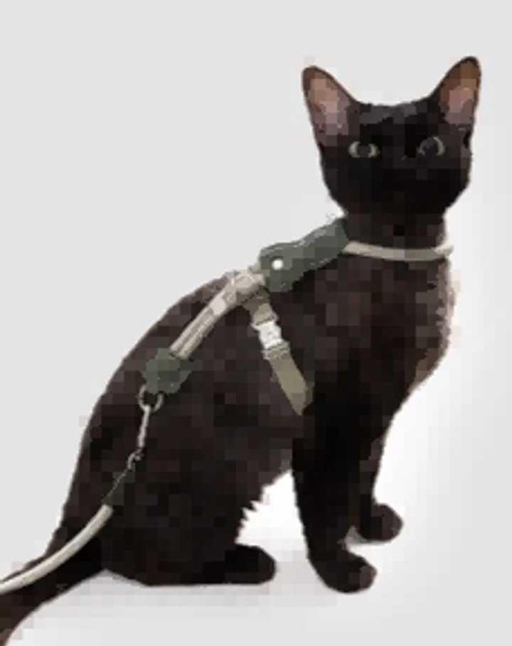 Leather Round Rope Cat Harness & Leash Set view 6