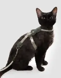 Leather Round Rope Cat Harness & Leash Set view 6
