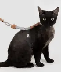 Leather Round Rope Cat Harness & Leash Set view 4