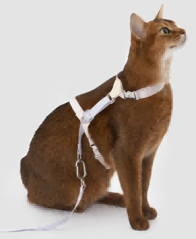 Leather Color Block Cat Harness & Leash Set