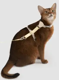 Leather Color Block Cat Harness & Leash Set view 3