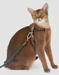 Active Trail Cat Harness & Leash Set view 3