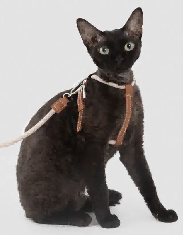 Cat Products