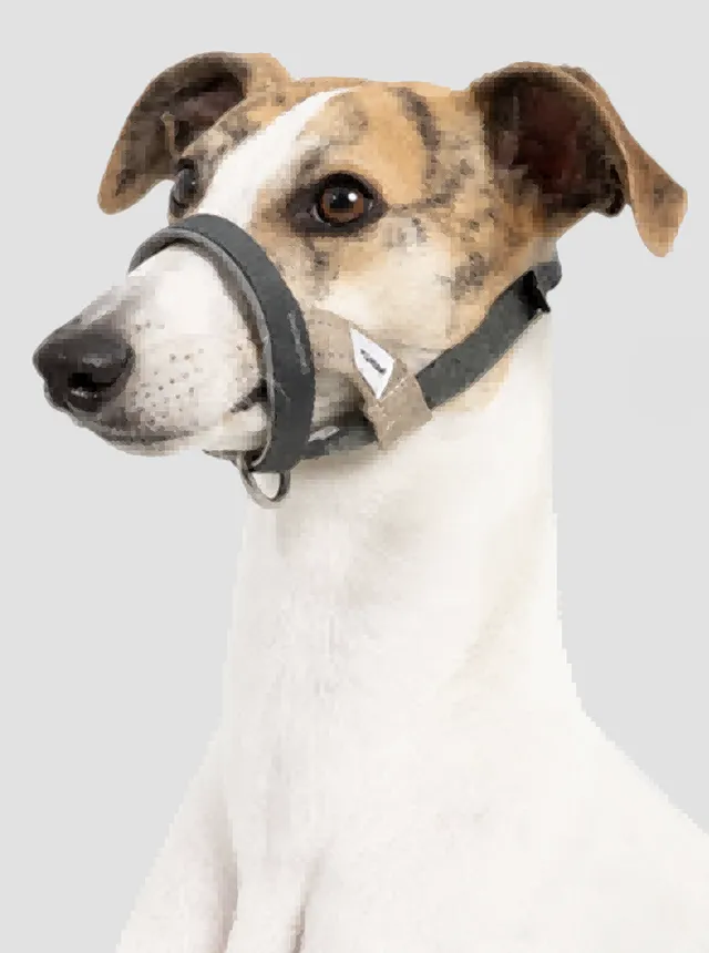 Valley Series - Multi-Function Training Head Collar