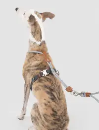 Leather Round Rope Dog Harness + Leash view 5