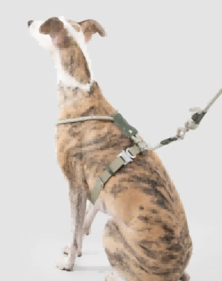 Leather Round Rope Dog Harness + Leash view 2