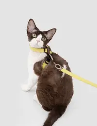 Figure-8 Half-Harness Cat Harness + Crossbody Waist Leash view 4