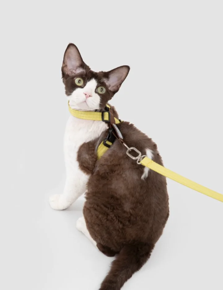 Figure-8 Half-Harness Cat Harness + Crossbody Waist Leash view 4