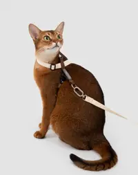 Figure-8 Half-Harness Cat Harness + Crossbody Waist Leash view 2