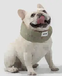 Pet Cooling Bandana view 4