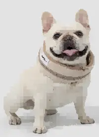 Pet Cooling Bandana view 2