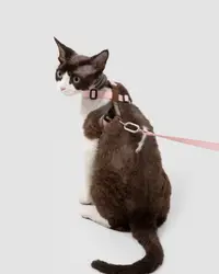 Figure-8 Half-Harness Cat Harness + Crossbody Waist Leash view 6