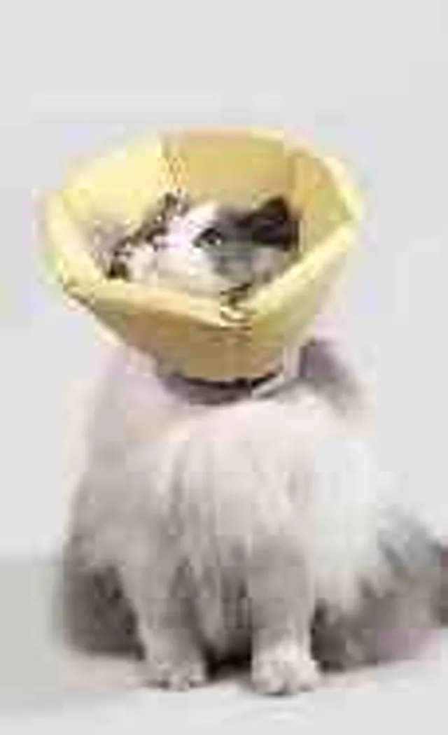 Foam Cone Recovery Collar Head Cover