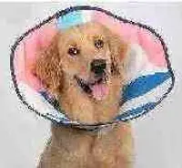 Soft Cone Recovery Collar view 2