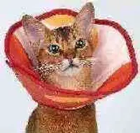 Soft Cone Recovery Collar view 4