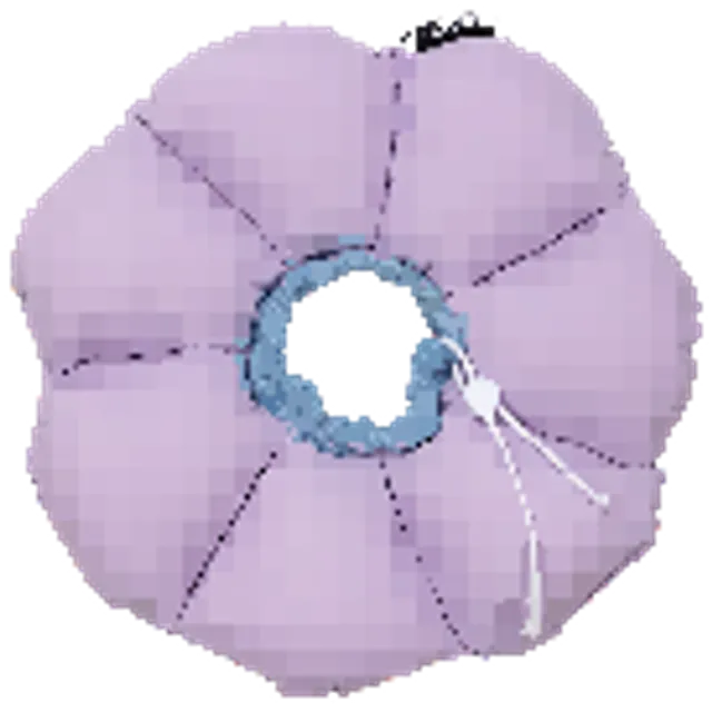 Flower Recovery Collar