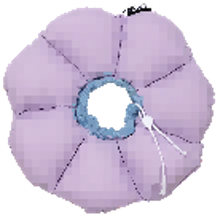 Flower Recovery Collar view 1