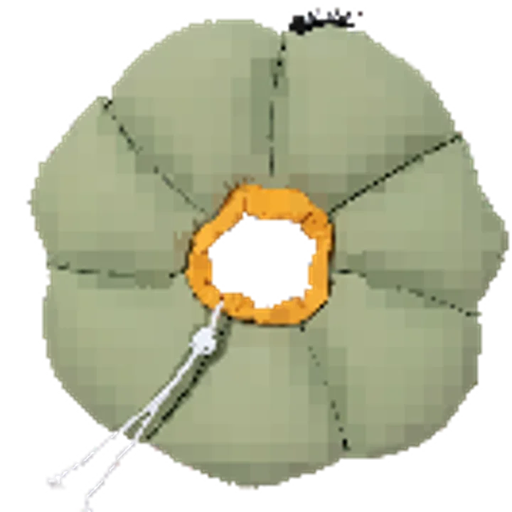 Flower Recovery Collar view 3
