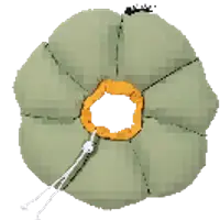 Flower Recovery Collar view 3